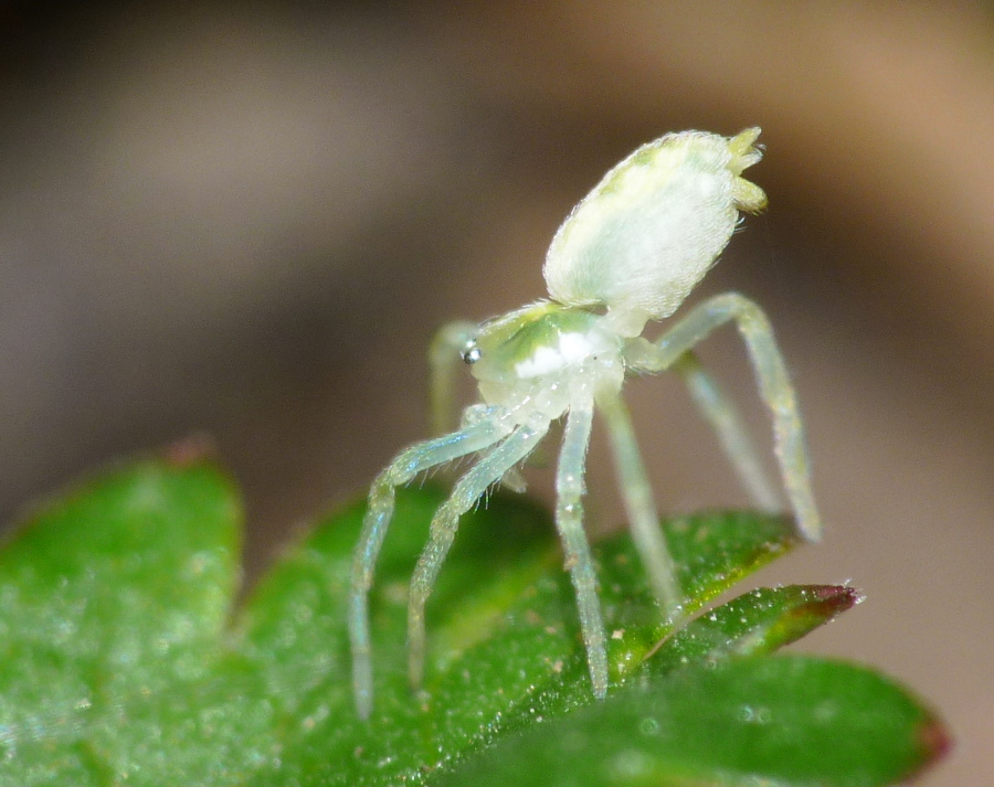 Piccolo ragno da identificare (Nigma puella - Dictynidae)